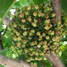 Flickr photo 'Polyscias (Reynoldsia) sandwicensis' by: D.Eickhoff.
