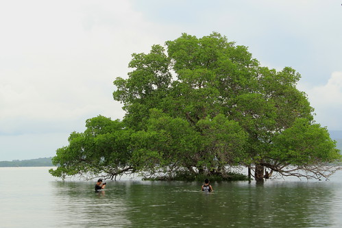 mangrove pantai 60d labuhanlalang