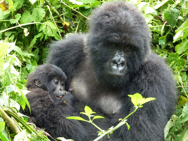 Mountain gorilla - Kwitonda group (I)