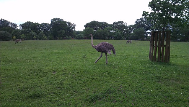 Ostrich at Marwell