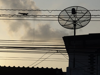 Squirrel Sunset Wiring Cables Power Line Nakhon Si Thammarat Thailand