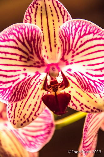 pink orchid flower phalaenopsis bloom luminescent nikond5100