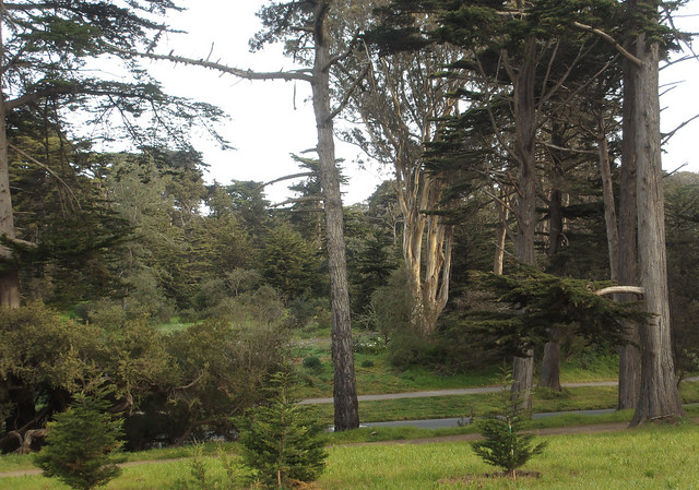 Golden Gate Park, San Francisco (2013)