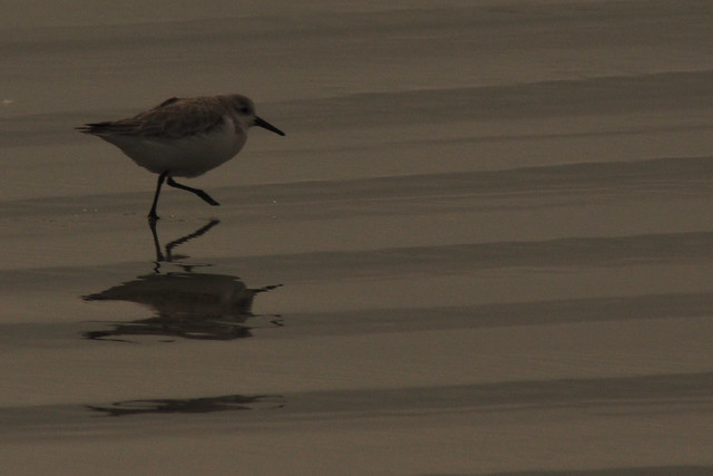 Piping Plover on the run at the waterline.