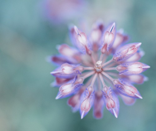 blue flower color love nature hearts outdoors nikon purple heart natural lupine lisakarloo