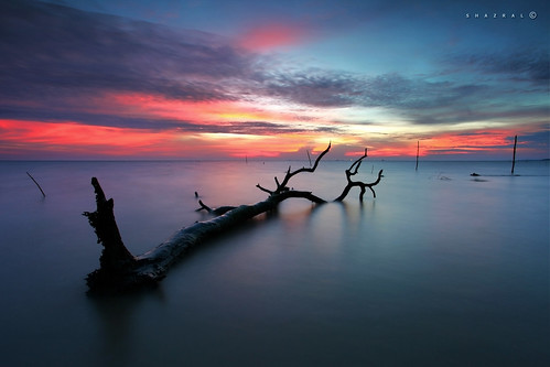 sunset color tree beach canon eos colours malaysia pantai selangor pokok warna banting matahariterbenam ef1740mmlusm leefilters kelanang 5dmarkii azralfikri shazral 09soft