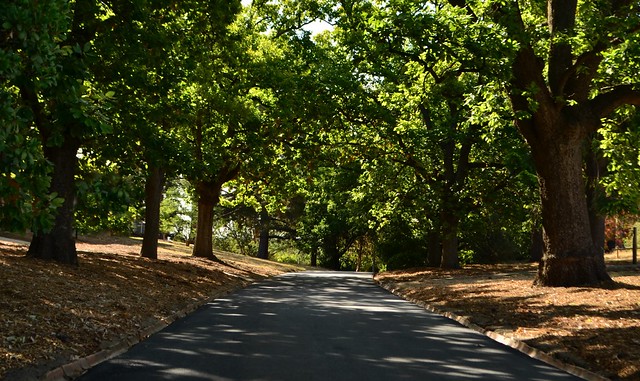 Main Drive Kew 3