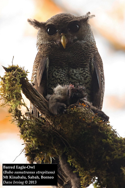 Barred Eagle-Owl (Bubo sumatranus strepitans)