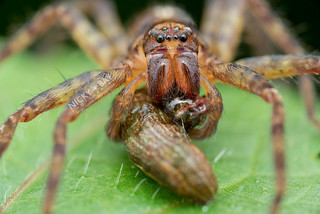 Huntsman Spider (Heteropoda sp.) - DSC_7976