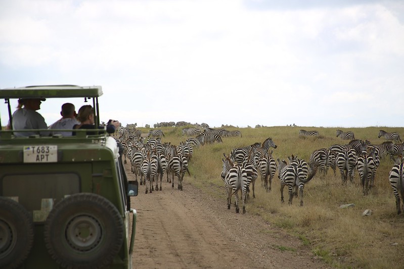 Driving through a herd of Zebra