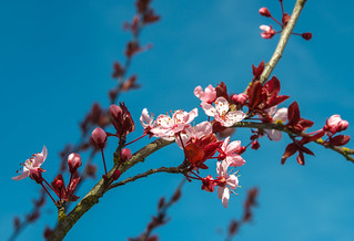 Cherry Blossom Branch | by cahadikin