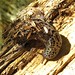 Flickr photo 'Leopard slug (Limax maximus)' by: Futureman1.