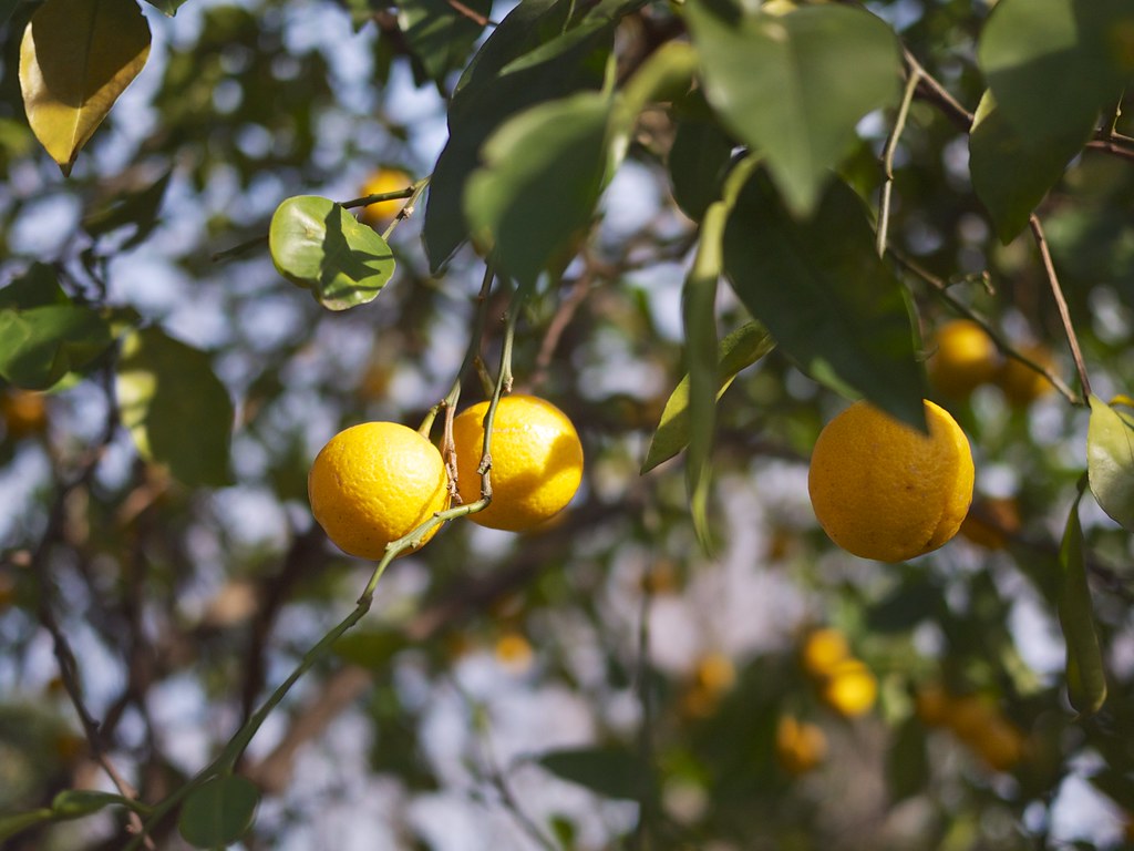 yellow