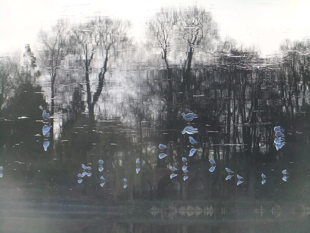 Tree reflections