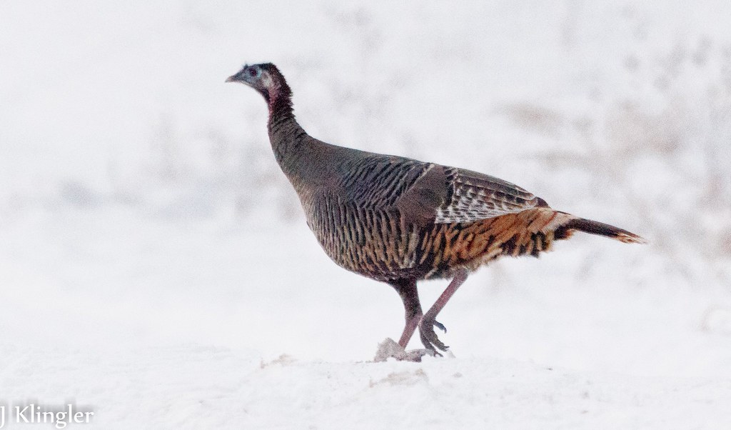 Turkey Flicker turkey | Turkeys are running the roads again! Thanks for you… | Flickr