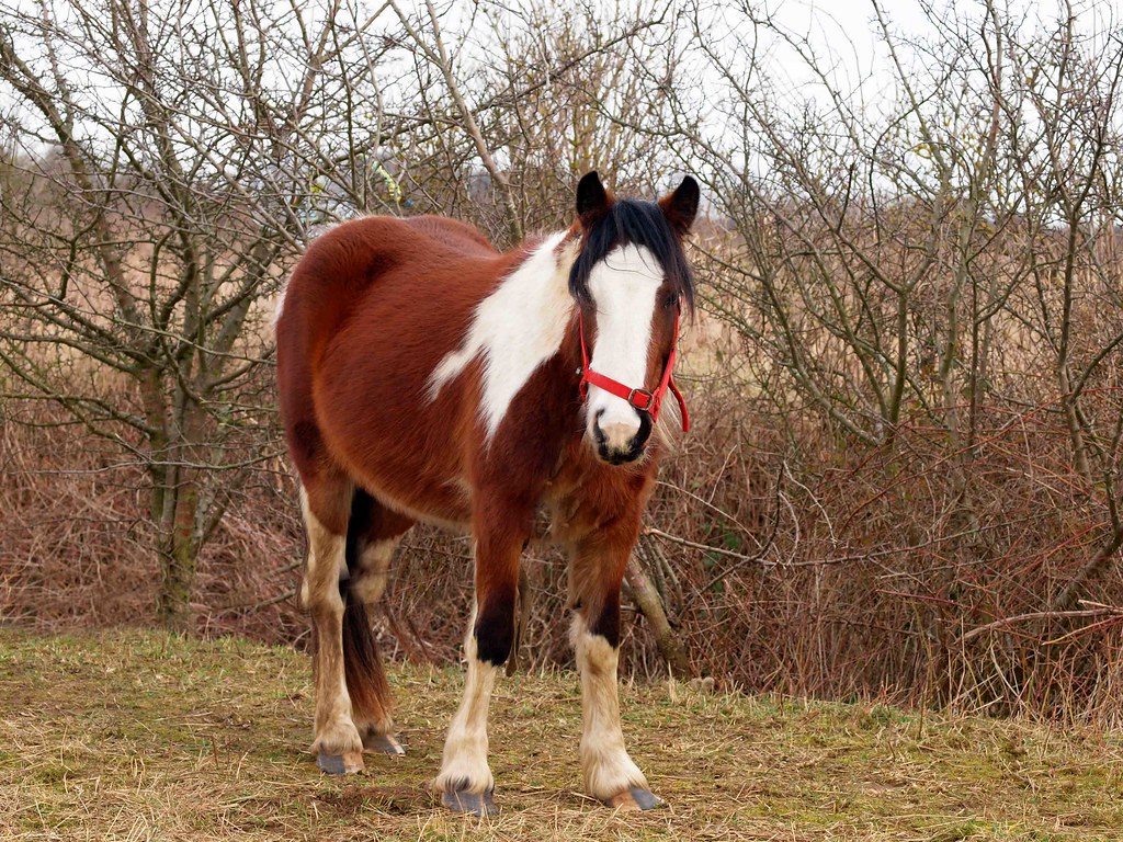 Pony | OLYMPUS DIGITAL CAMERA | Ken Hircock | Flickr