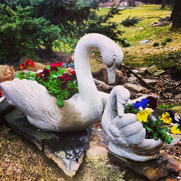Happy Spring Day Swans And Pansies Feliz Dia De Otono C Flickr