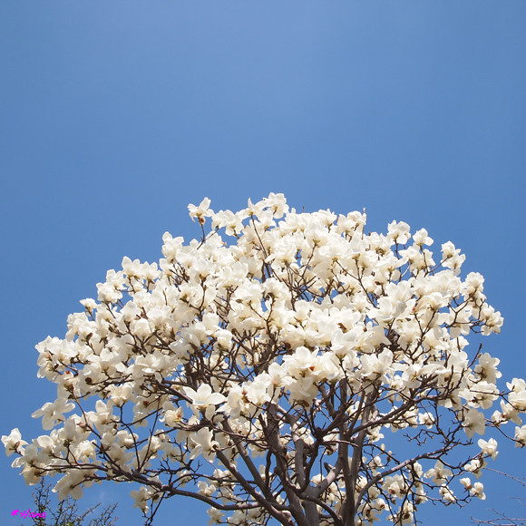辛夷 Magnolia Kobus 辛夷の花言葉は 信頼 歓迎 自然の愛 だそうです Hanatomosan Flickr