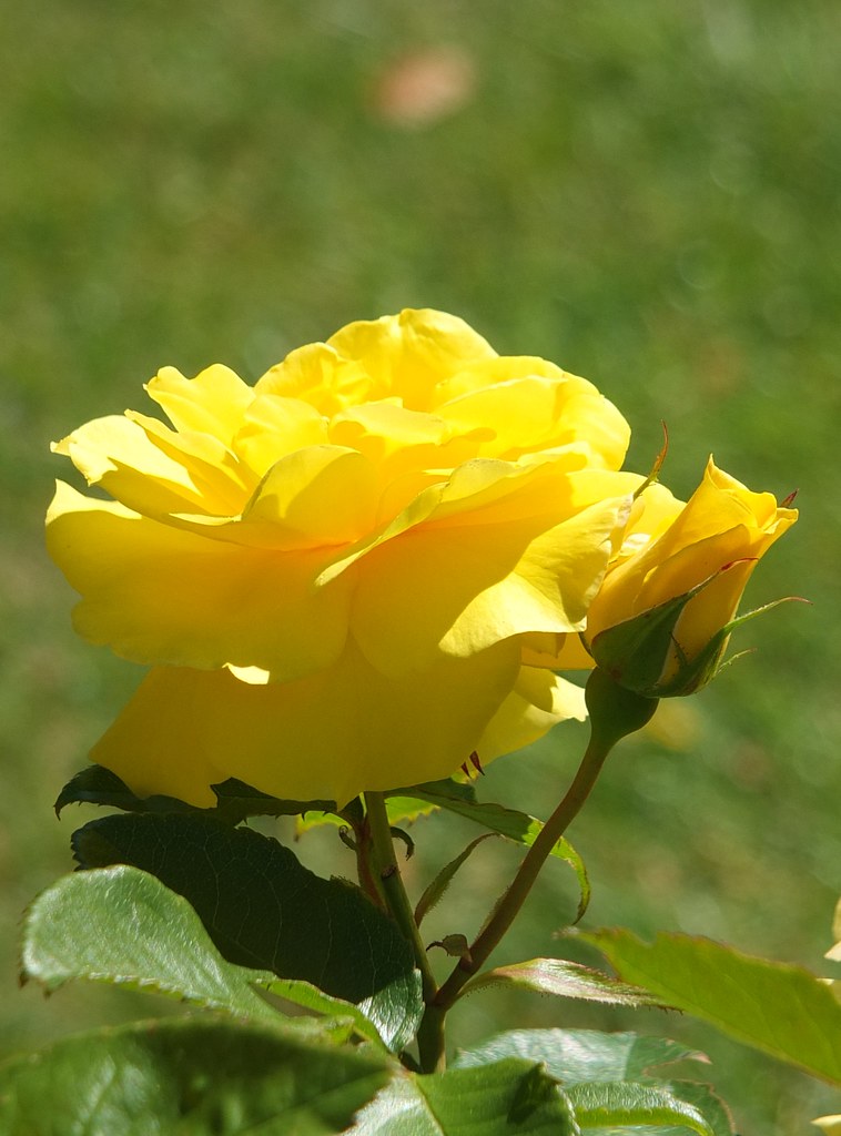 Friesia Rose_0002.jpg | Lady Norwood Rose Gardens | Flickr