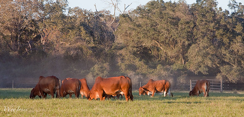 ranch texas cattle cows bull hempstead dust oaks livestock prairieview wallercounty civilwarweekend liendoplantation wyojones redbrahmas willdetering deteringredbrahmas