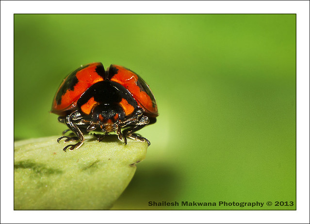Ladybird (disambiguation)