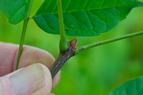White Ash (Fraxinus americana) Identification by its Bud | by Distant Hill Gardens