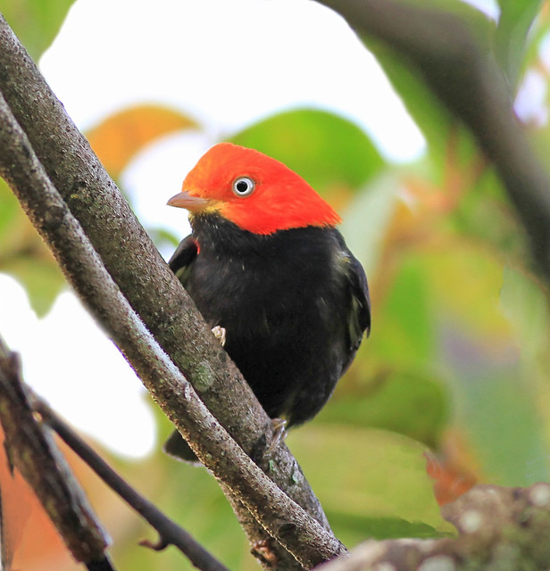 red-capped manakin