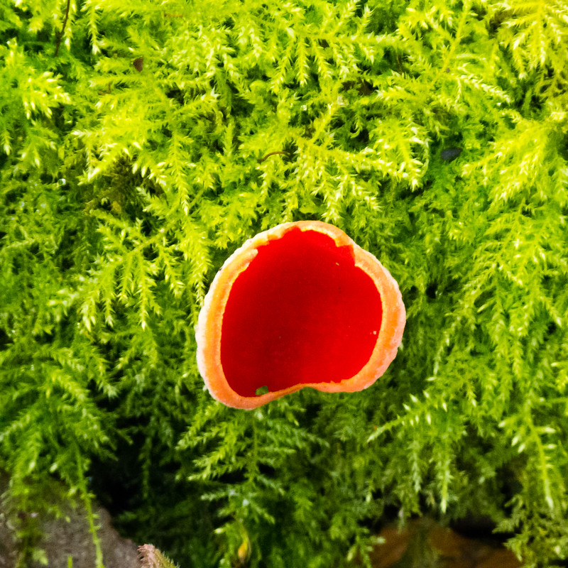 Scarlet elf cap in moss
