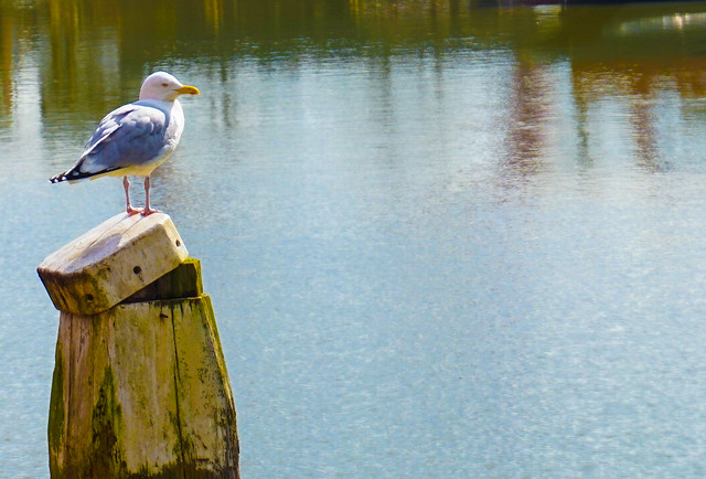 Seagull in Oudehaven