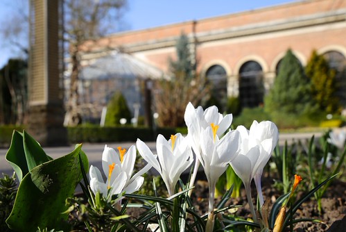 Een mooie lentedag in de Leuvense Kruidtuin (07/04/2018)