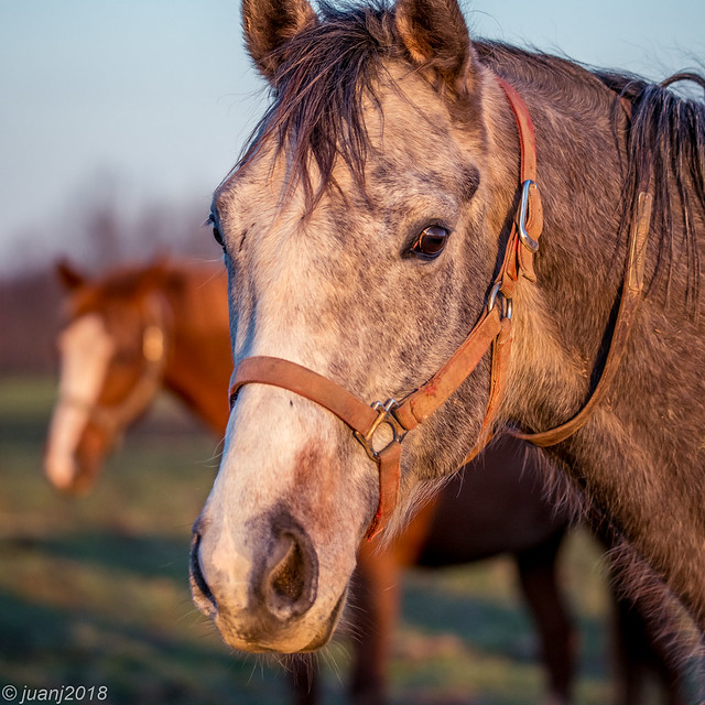 Horses of Kentucky