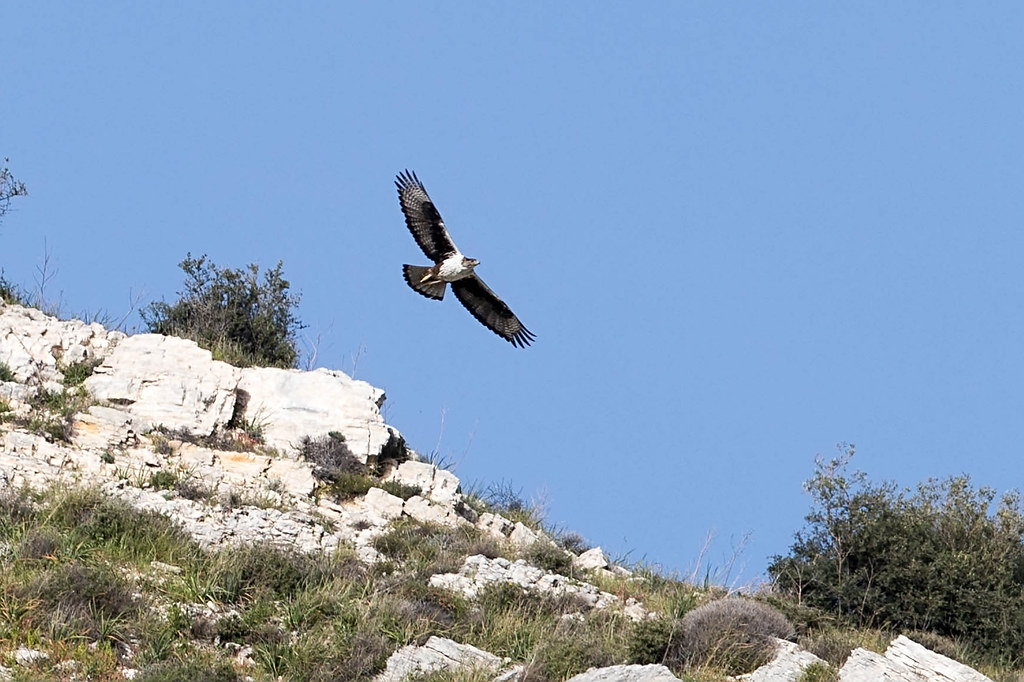 Bonelli's Eagle adult Cyprus_w_7409 | Stephen Daly | Flickr