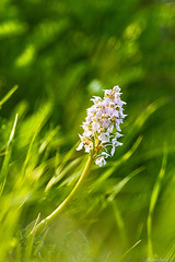 Orchidée du plateau Bonifacien: l'orchis brulé:  Neotinea  ustilata, variété Corse -005
