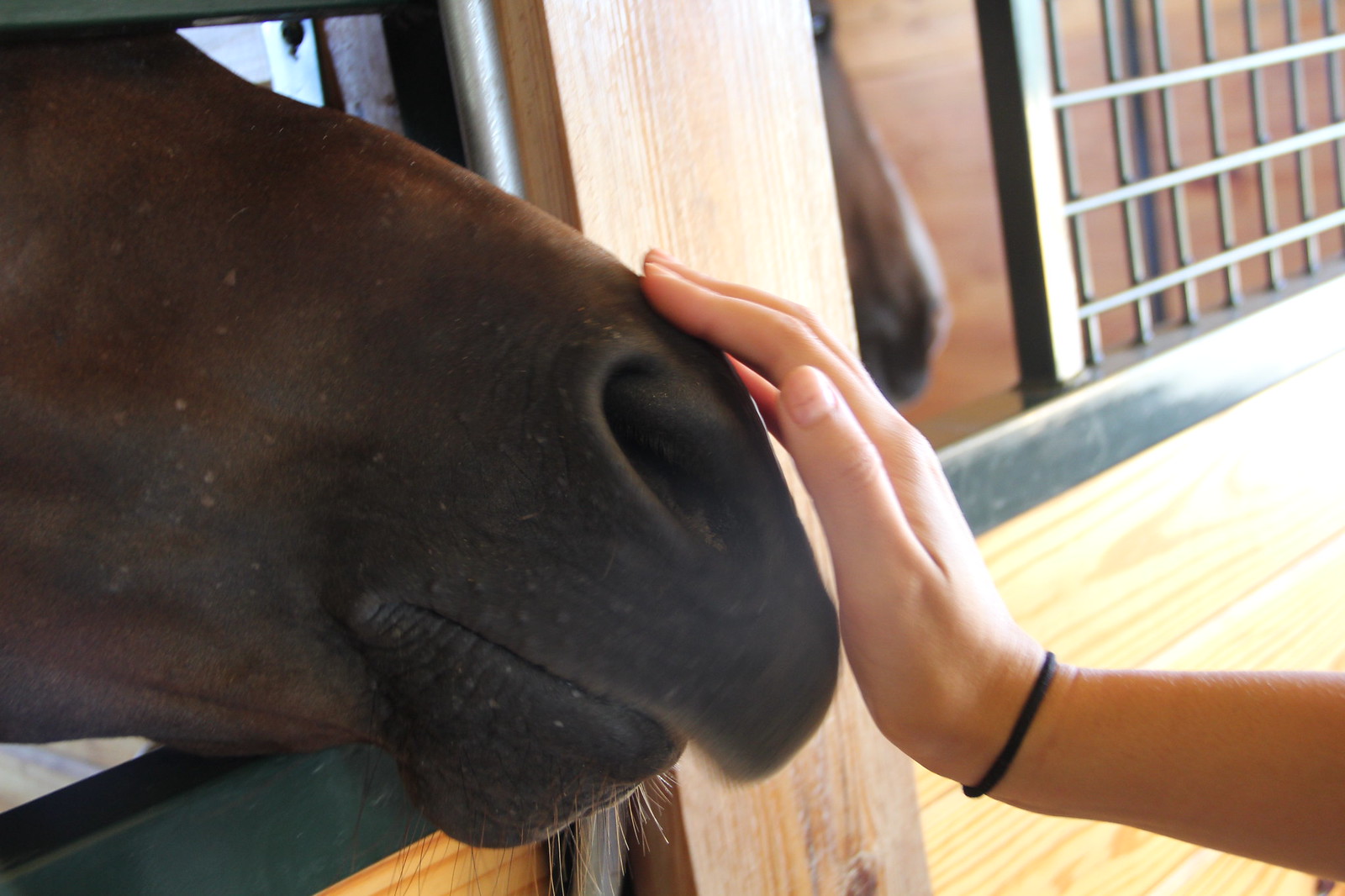2015_T4T_Salamander Equine Therapy 3