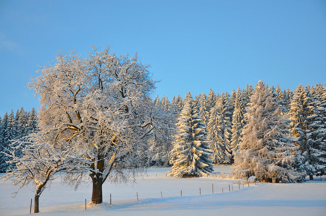 Winterwald - Winter forest