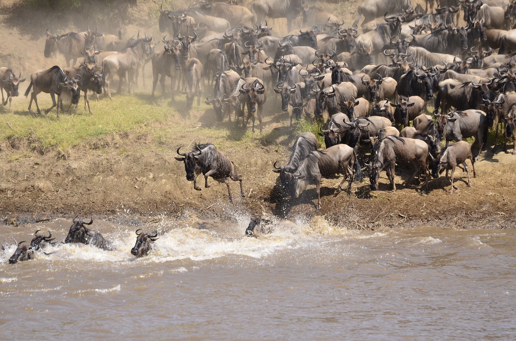 The Great Migration river crossing