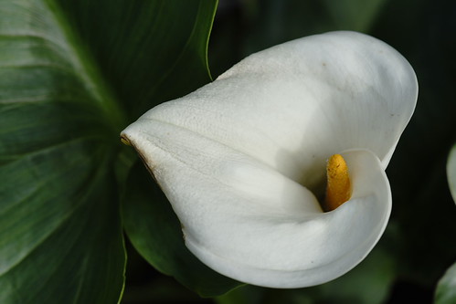 海芋 Calla lily | by ddsnet