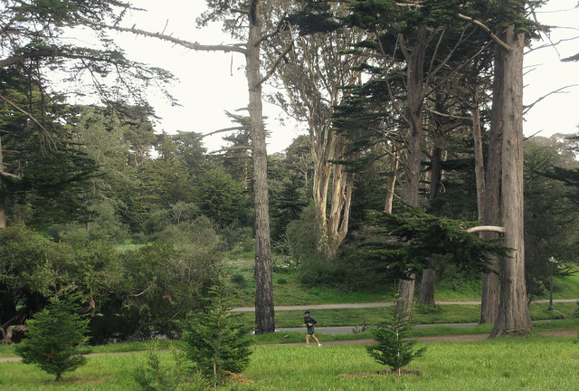 runner in Golden Gate Park, San Francisco (2013)