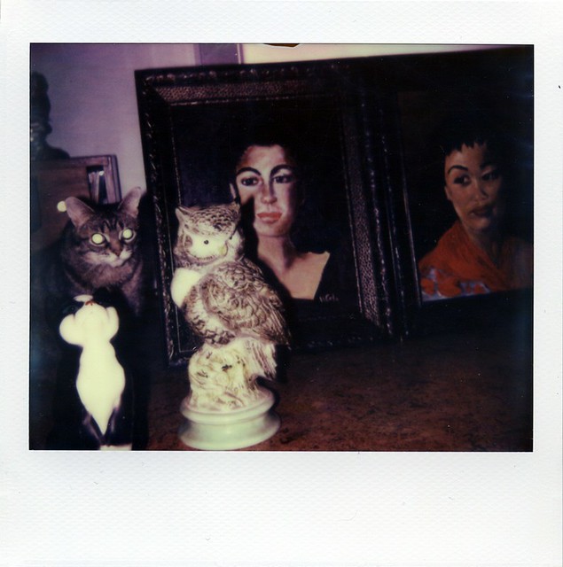 polaroid - the cat and the thrifted goods