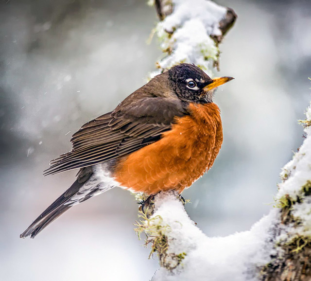 Robin in the storm