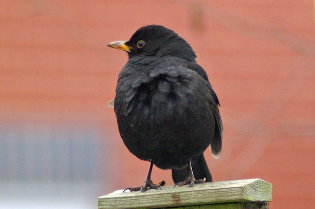 Bossy Blackbird