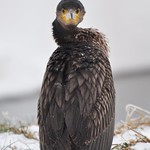 I'm not a vulture....and no pinguin....just a cormorant