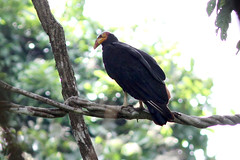 Greater Yellow-headed Vulture 121114 Cathartes melambrotus