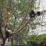 Firefox et ses copains les pandas