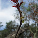 Flickr photo 'Toxicodendron diversilobum' by: Josh*m.