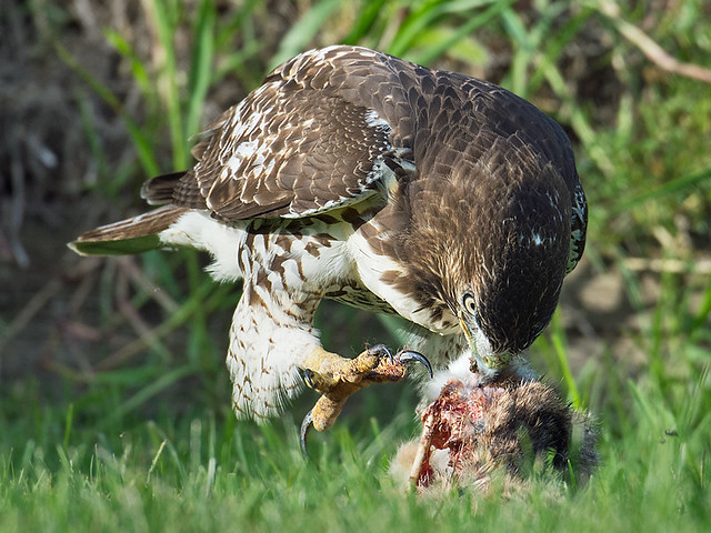 Red-tailed hawk 5992