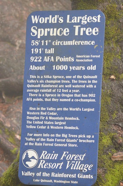 Quinault Lake, Sitka Spruce Giant - Olympic Peninsula, Washington State, USA.