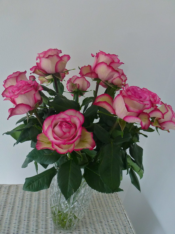 ecuador-roses
