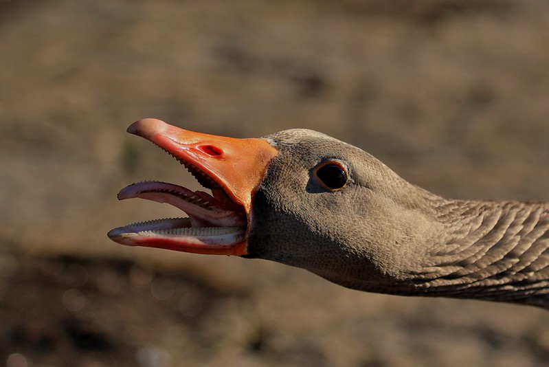 Sabre toothed goose
