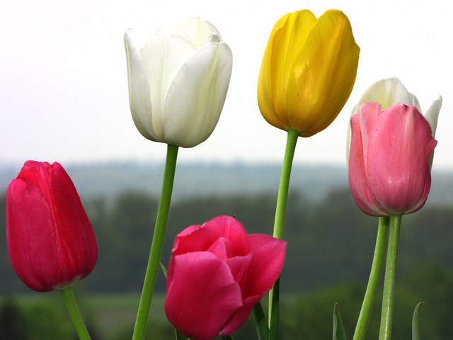 alle Tulpen - in Farbe